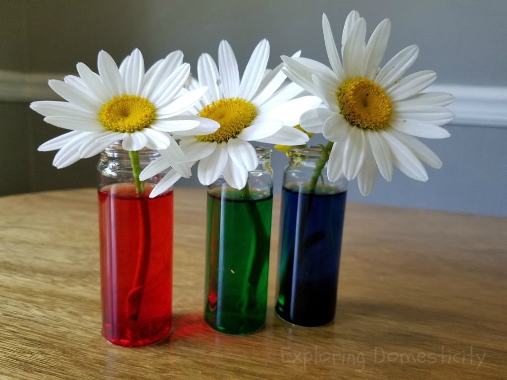 Color Changing Daisies science activity for kids