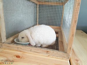 White Holland Lop bunny eating apple scraps