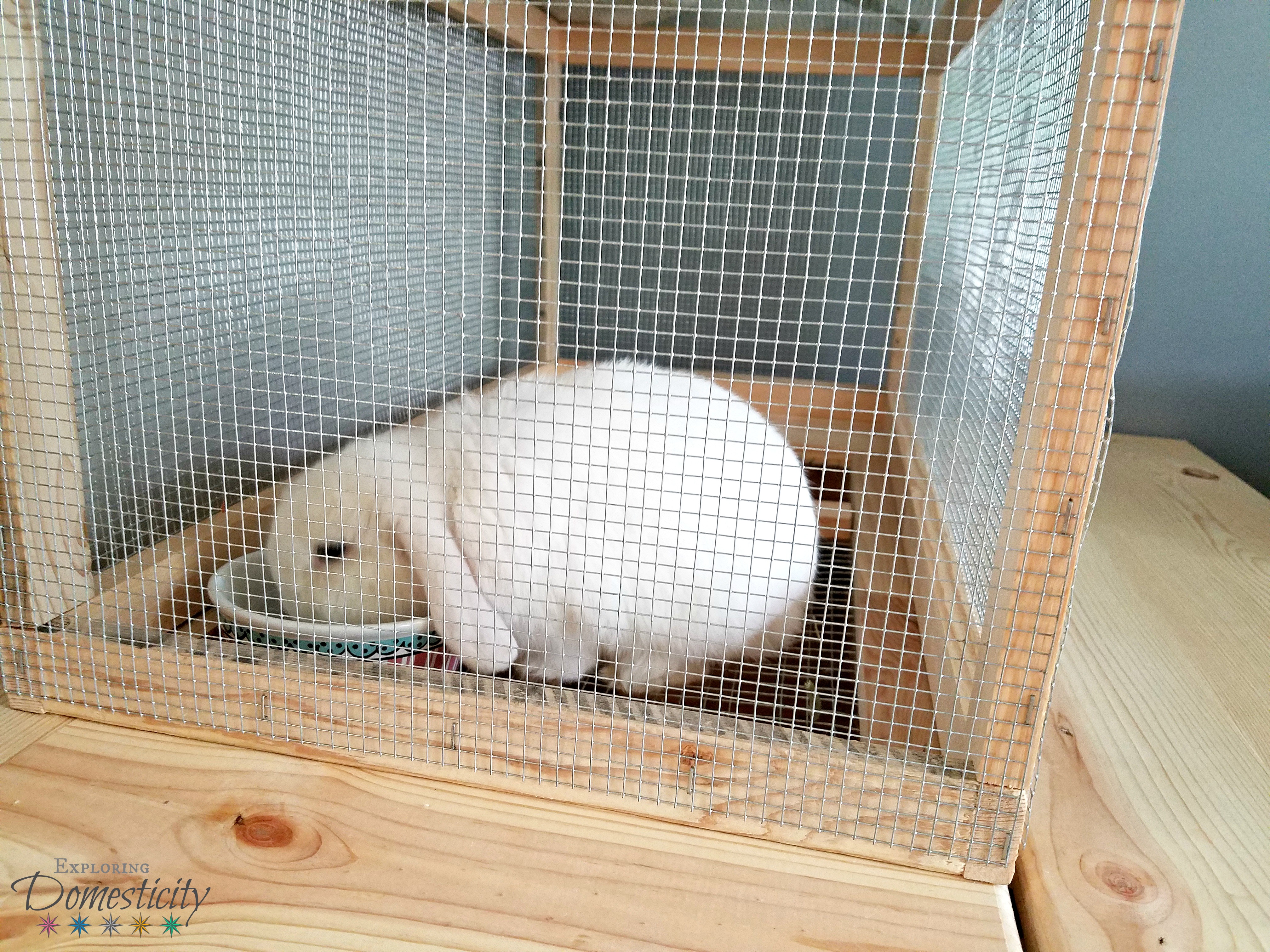holland lop bunny cage
